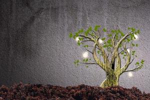 Green plants on cement background photo