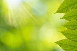 Green leaves with bokeh background photo