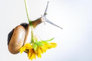 Snail on a yellow flower on white background photo