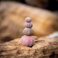 Stack of dried, colorful sea urchins photo