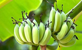 primer plano, de, un, planta de banano foto