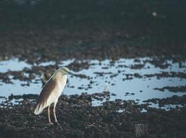 pájaro blanco y marrón en el suelo foto