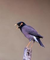 pájaro posado en la rama de un árbol foto