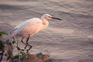 garza blanca cerca del agua foto