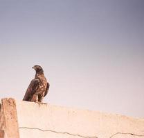 Hawk on a fence photo