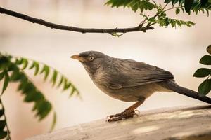 primer plano de un pájaro foto