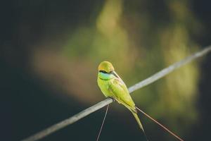 Colorful bird on a branch photo