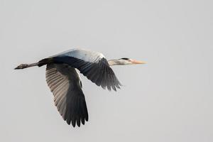 Stork in flight photo