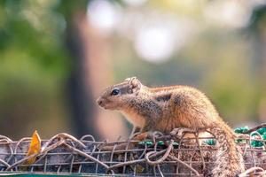 Brown squirrel on a fence photo