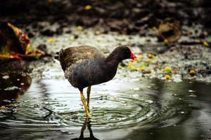 pájaro caminando por el agua foto