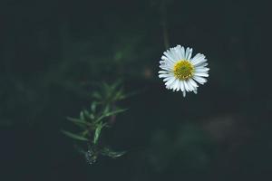 primer plano, de, un, margarita blanca foto