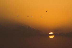 Flock of birds at sunset photo