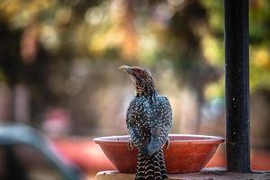 Spotted bird on a water bowl photo