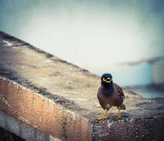Blackbird on a brick railing