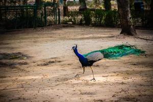 Blue and green peacock near trees photo