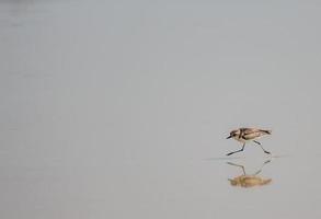 Brown bird walking on water photo