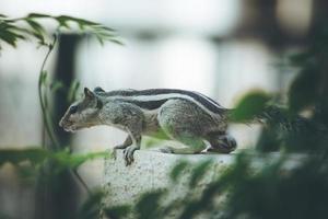 Black and white squirrel photo