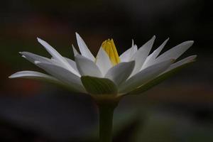 flor de loto blanca en la noche foto