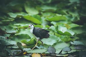 Bird walking on lily pads photo