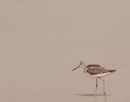 Bird searching for fish in water photo