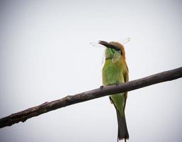 Bird with insect in mouth photo