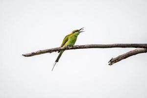 Green and brown bird on branch photo