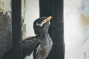 Close-up of a baby bird photo