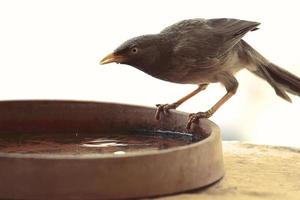 Brown bird on a water bowl photo