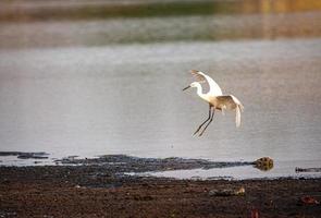 White bird flying near water photo