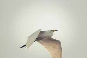 White bird in flight photo