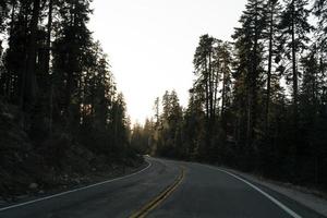 Asphalt road between trees photo