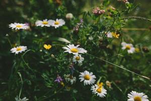 flores blancas y amarillas en lentes de cambio de inclinación foto