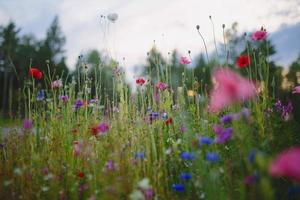 Blue and red flowers under cloudy sky during daytime photo