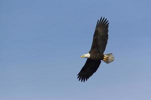 Adult bald eagle soars overhead photo