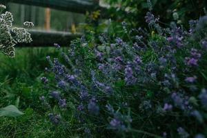 Purple lavender flowers photo