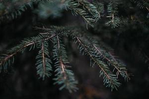 Shallow focus photography of pine tree during daytime photo