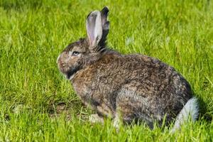 Rabbit on green grass photo