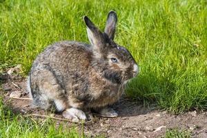 Gray rabbit hare sitting on green grass photo