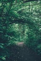 A path through the green trees and plants during daytime photo