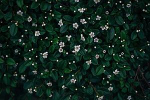 Little white flowers with green leaves photo