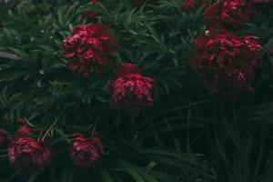 Close-up of red flowers with green leaves photo