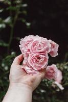 Persona sosteniendo rosa rosa en flor durante el día foto