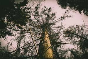 Looking up at trees at sunset photo