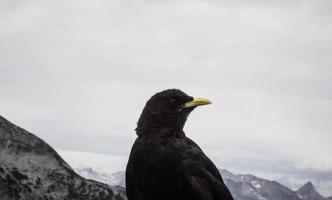 primer plano, de, un, mirlo foto