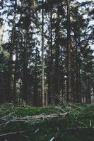 Tall trees and green grass photo