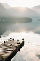 Birds on a dock on a lake photo