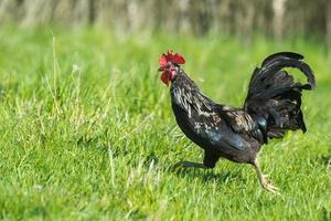 Black rooster in green grass