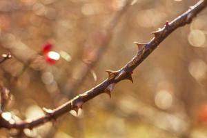 Close-up of thorns photo