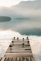 Birds on wooden dock during daytime photo