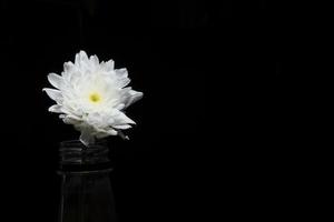 Flor de crisantemo blanco sobre fondo negro foto